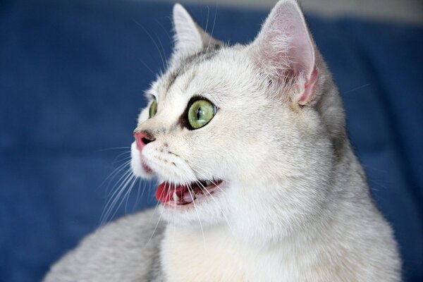 Le chat aux yeux verts sourit à la maîtresse