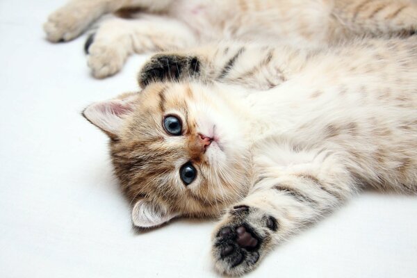 A pretty kitten looks cute