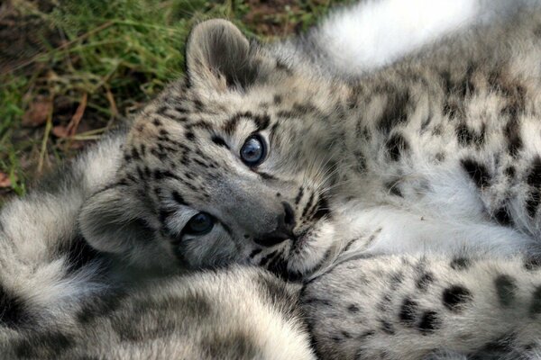 Netter kleiner Leopard auf dem Rasen