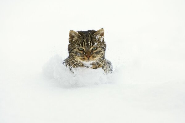 Hermoso gato se baña en la nieve