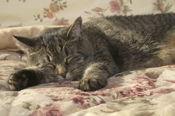 Sound sleep of a cat on a blanket