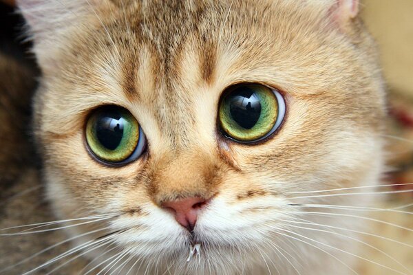 Chaton Rousse avec des yeux verts