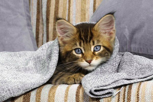 Un gatito con ojos azules bajo una manta