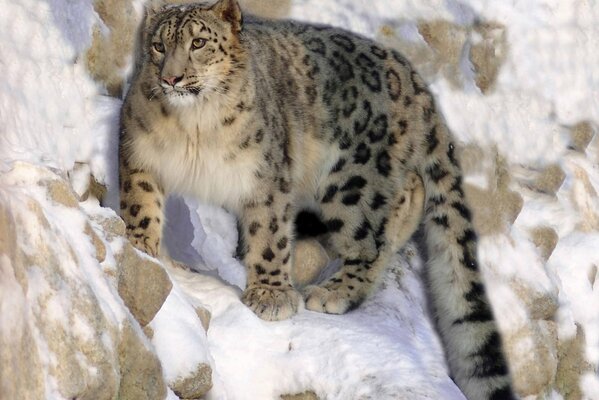 Gatto selvatico sulla roccia