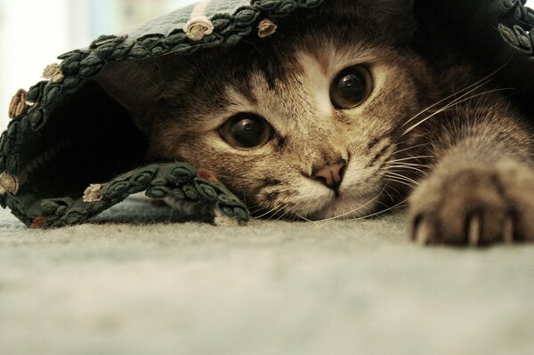 The kitten hid under the rug and stretched out its paw