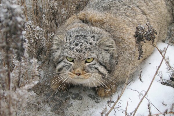 Drapieżny manul w zimowym lesie