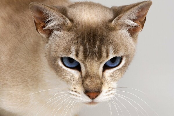 A blue-eyed cat with a character