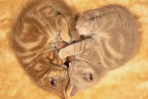 Deux chatons roux dorment en forme de coeur