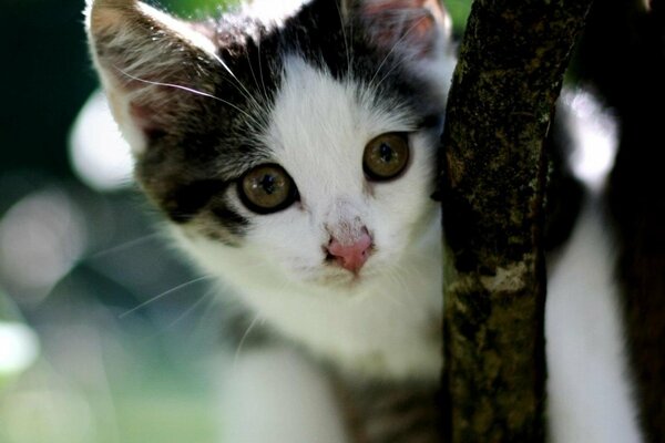 Bella faccia di gatto che guarda dall albero