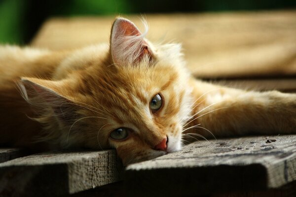 La mirada melancólica de un gato acostado