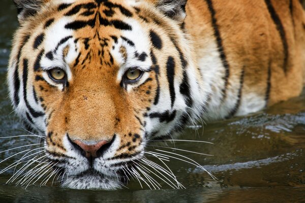 Ein Tiger badet im Wasser