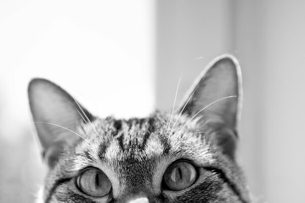 Ojos curiosos de gato en blanco y negro