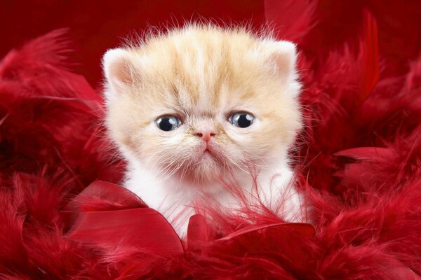 Photo d un chaton roux blanc en plumes