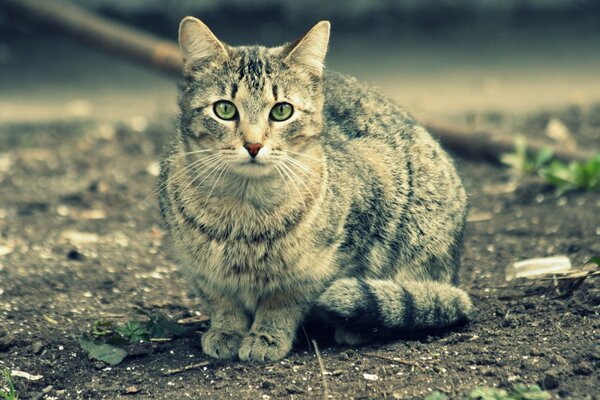 Eine lustige Katze baut Augen auf