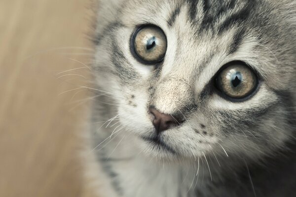 La mirada asustada de un pequeño gato