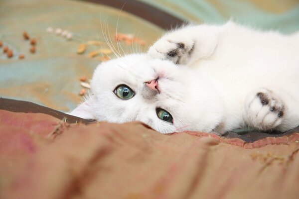 Cute cat with green eyes