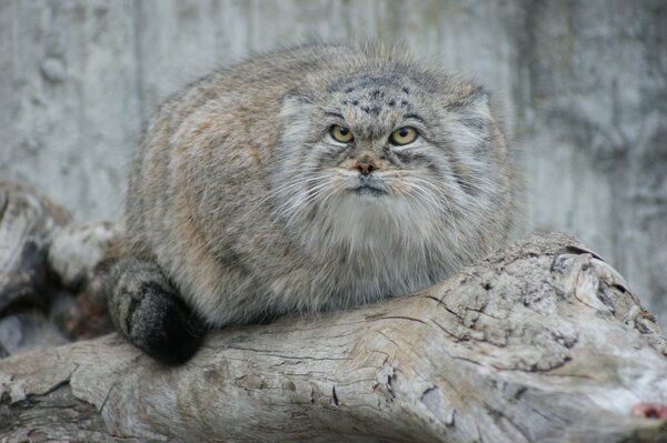 Piękny, puszysty manul na kłodzie