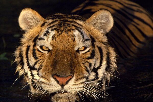 The predatory gaze of a tiger from the depths of the water