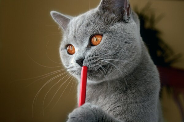 Grey British cat with pencil