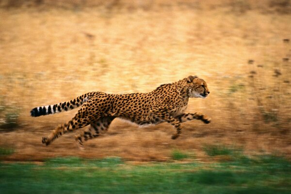 Guépard à longue queue en sautant sur l herbe