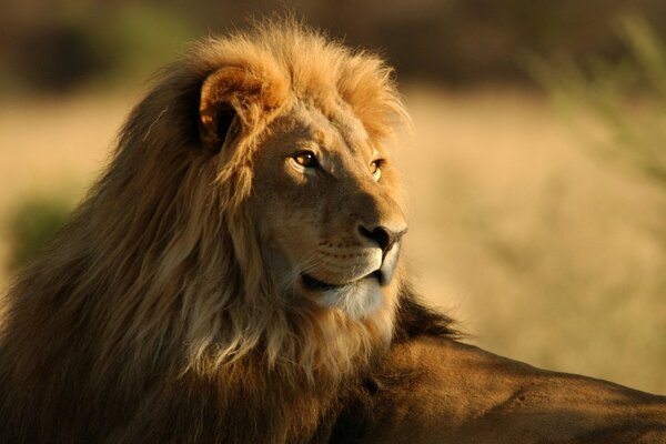 A proud lion is resting in the savannah