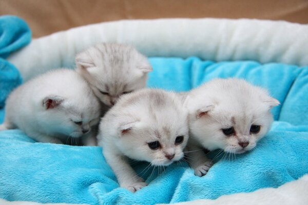 Piccoli gattini sul lettino strisciano