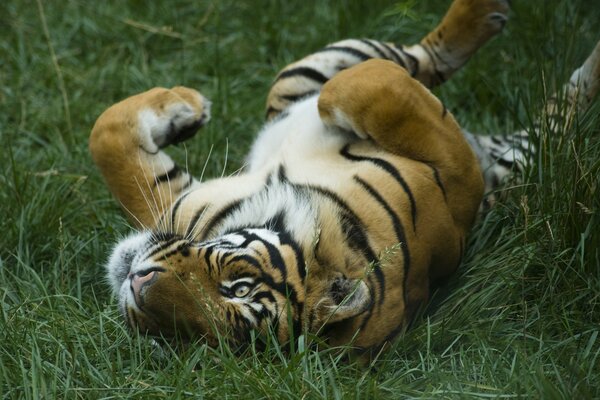 Große Katze - gestreifter Tiger