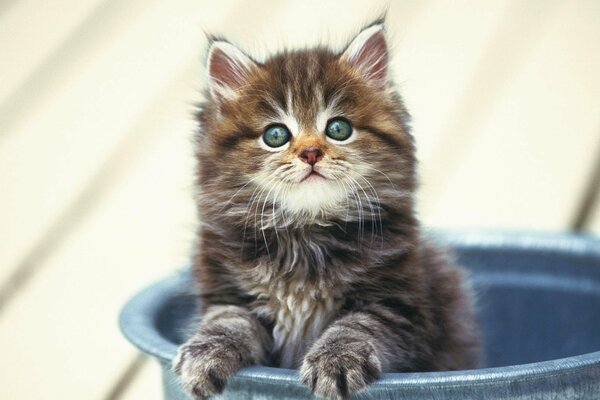 Fluffy little cat in a bucket