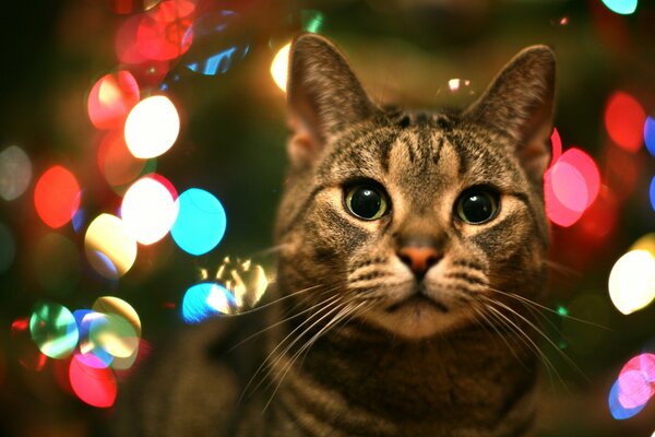 Ambiance de Noël. Chat, guirlande, confort