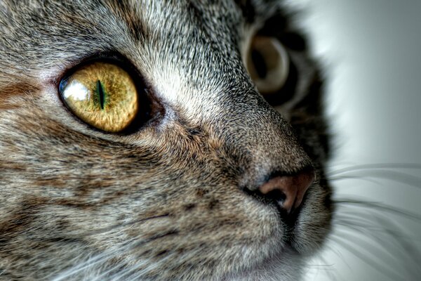 The pleading look of a gray-brown kitty