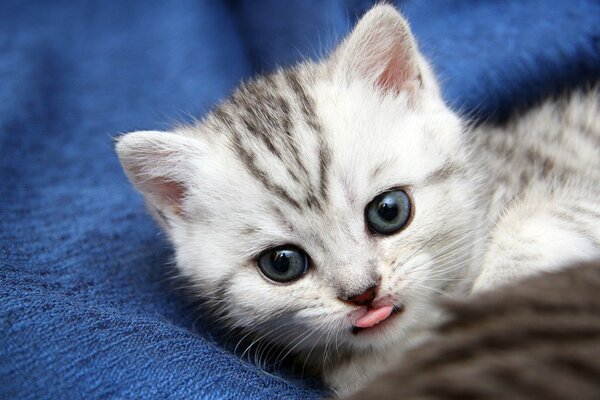 Pequeño gatito rayado lindo se acuesta y se lame