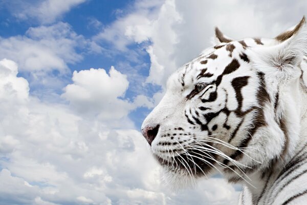 An important white tiger on the background of clouds