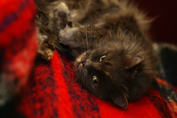 A black cat lying on a red bedspread