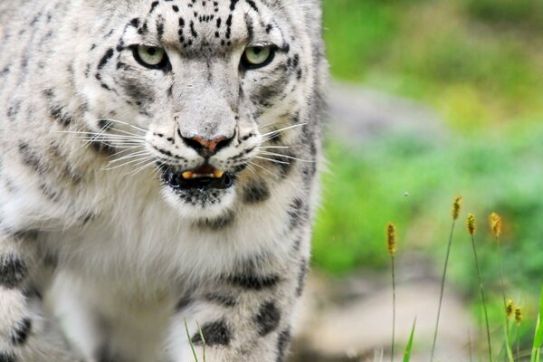 Das wilde Tier der Katzenfamilie wartet auf das Opfer