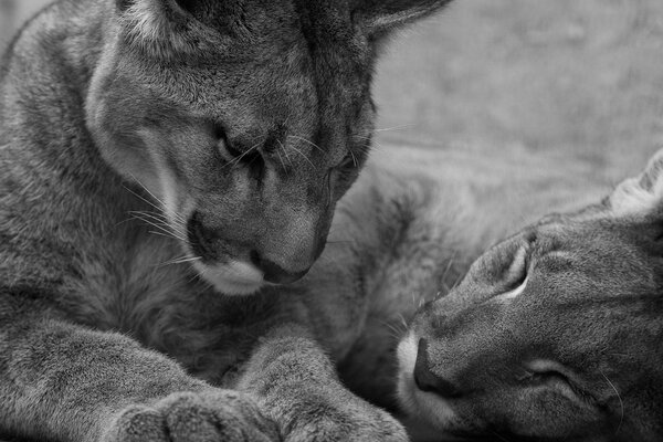 Un par de tigres se van a dormir