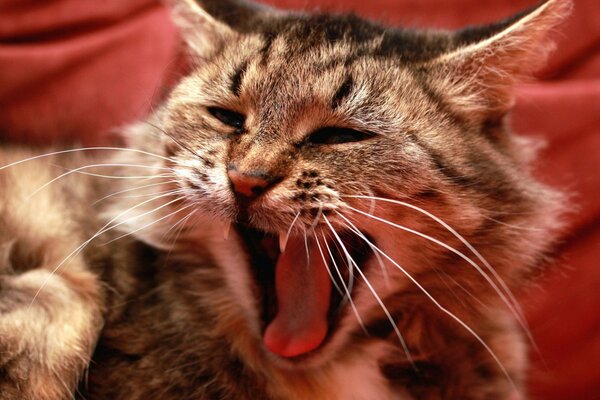 A cat with a mustache yawns sweetly