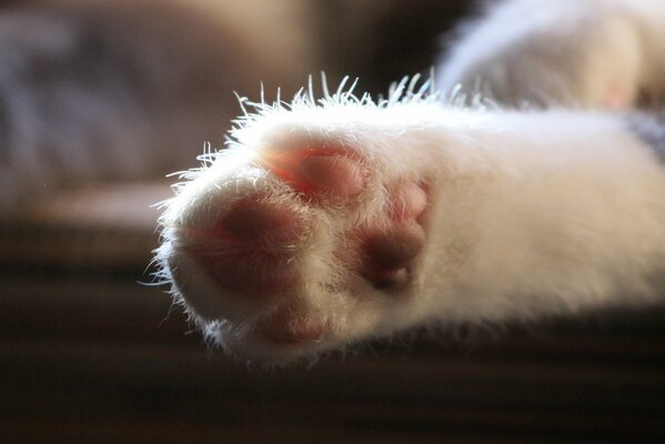 Zampa di peluche di gatto in fotografia macro