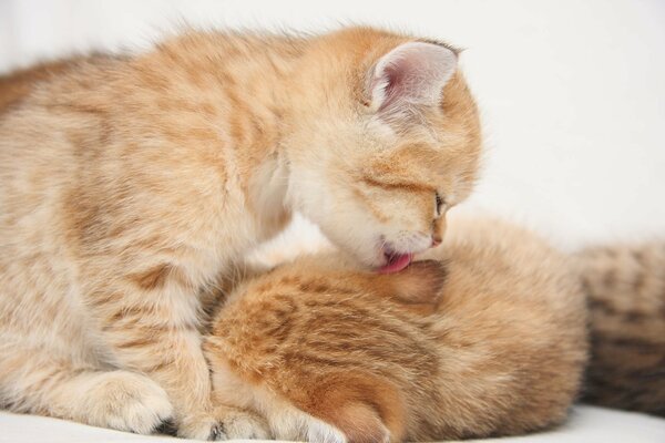 Cute kitten licks another kitten