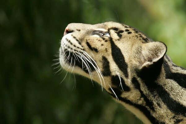 Testa di leopardo fumoso sul verde