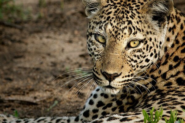 The leopard lies and looks at the camera