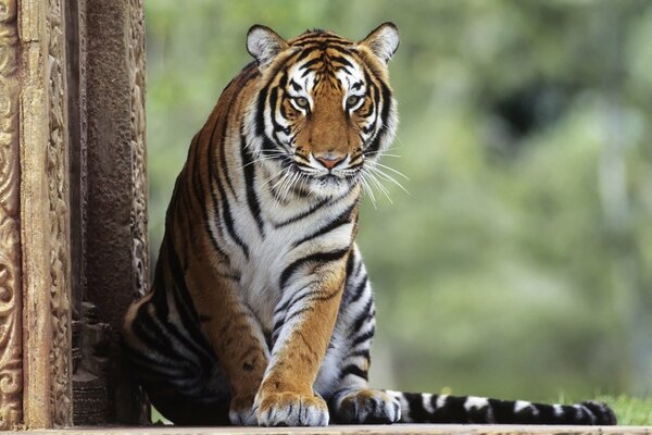 La tigre si siede con grazia vicino a Colona