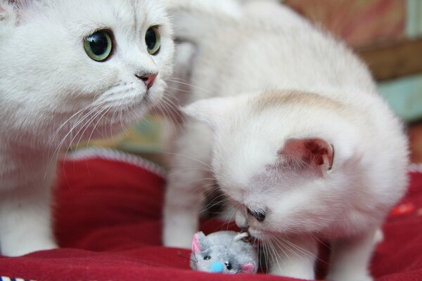 El gato blanco y su gatito