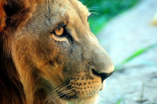 Un León con una mirada penetrante Mira a lo lejos