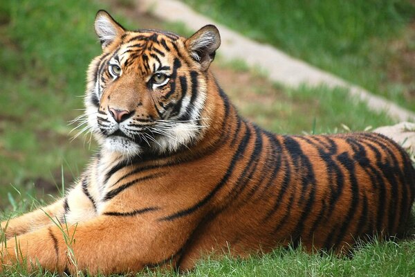 Ein mächtiger Tiger beobachtet. Liegt auf dem Rasen