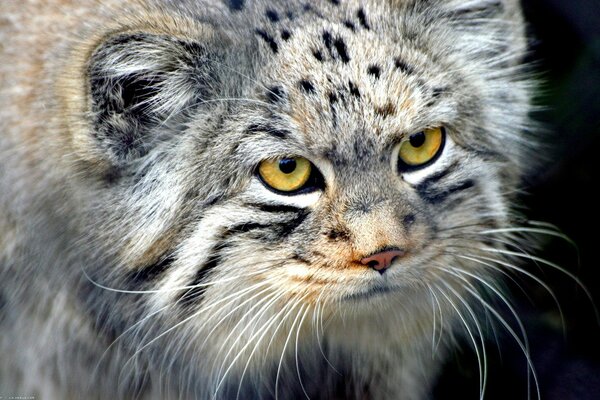 Predatory look of manul close-up