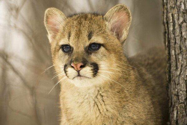 Young predatory hunter