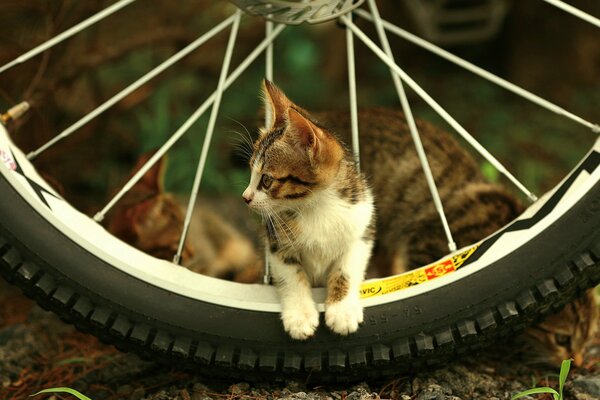 Petit chaton dans la roue. Chaton détourné