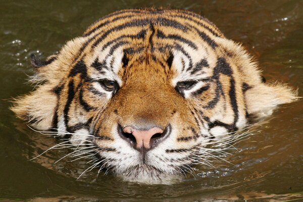 Kisa se relajó en el agua