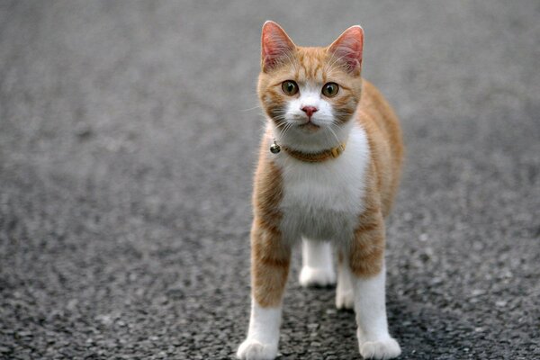 Katze im Halsband auf dem Asphalt