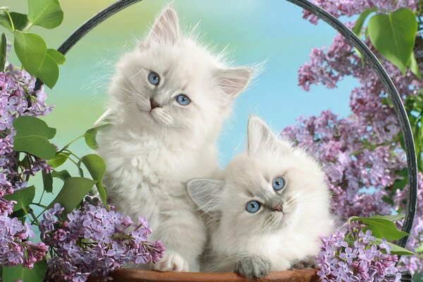 Kittens with blue eyes in a basket